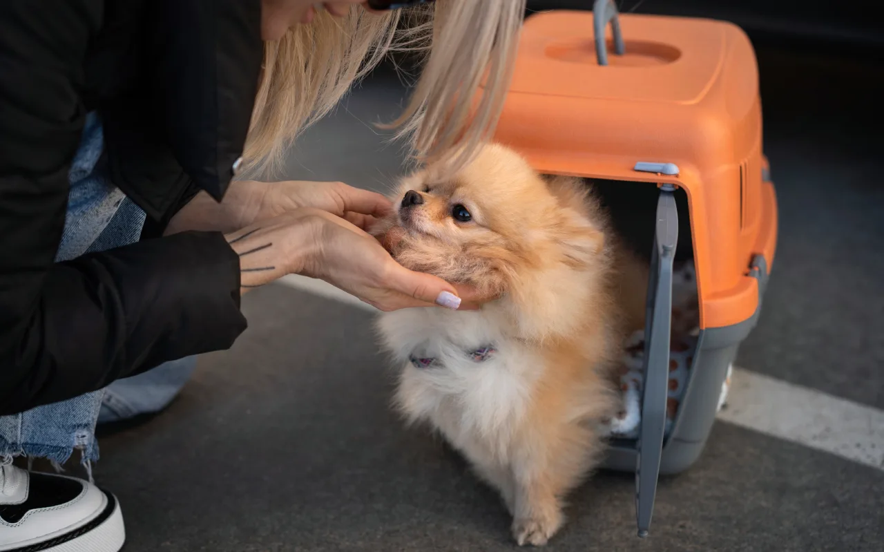 Férias chegam e trazem um dilema: viajar ou não com os pets?