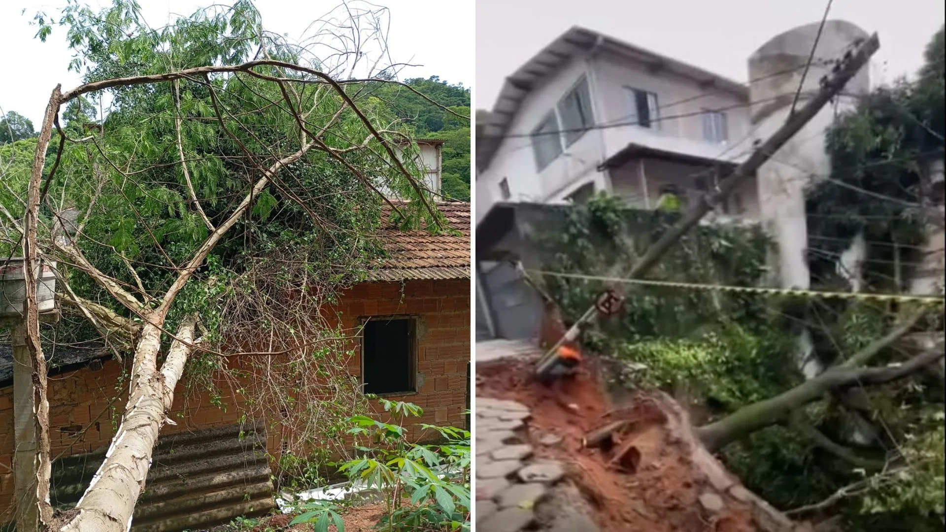 VÍDEO | Chuva causa queda de árvore em cima de casa e interdição de rua