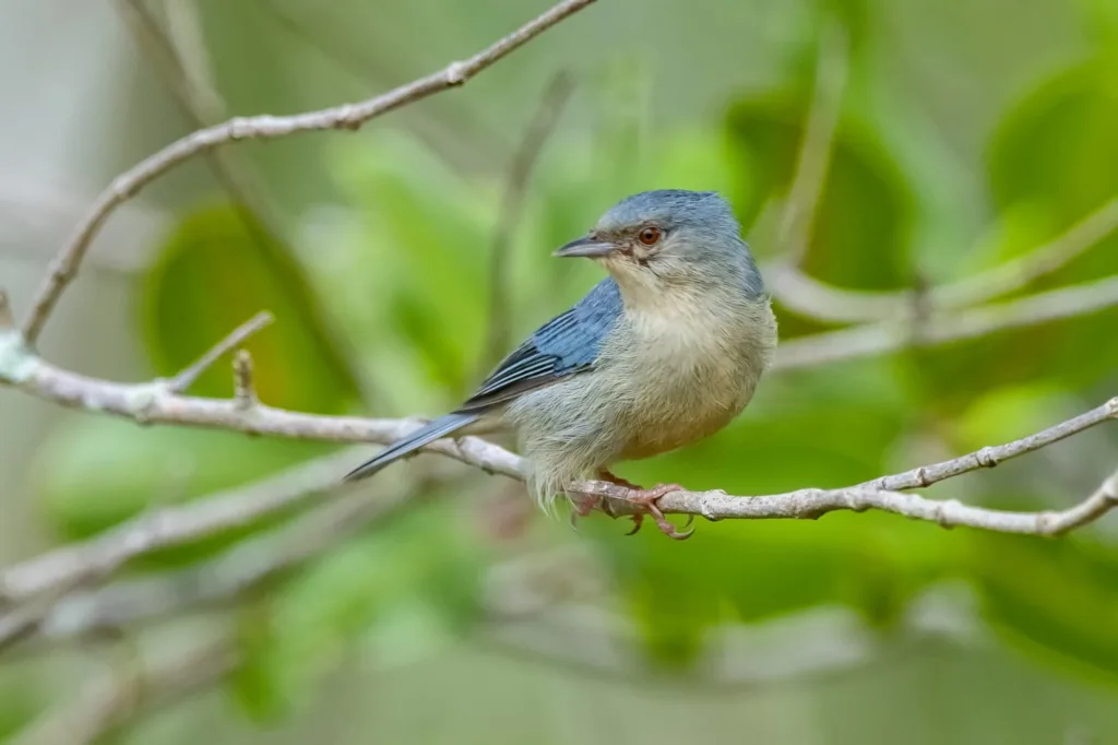 Figuinha-do-mangue pousada em um galho no manguezal