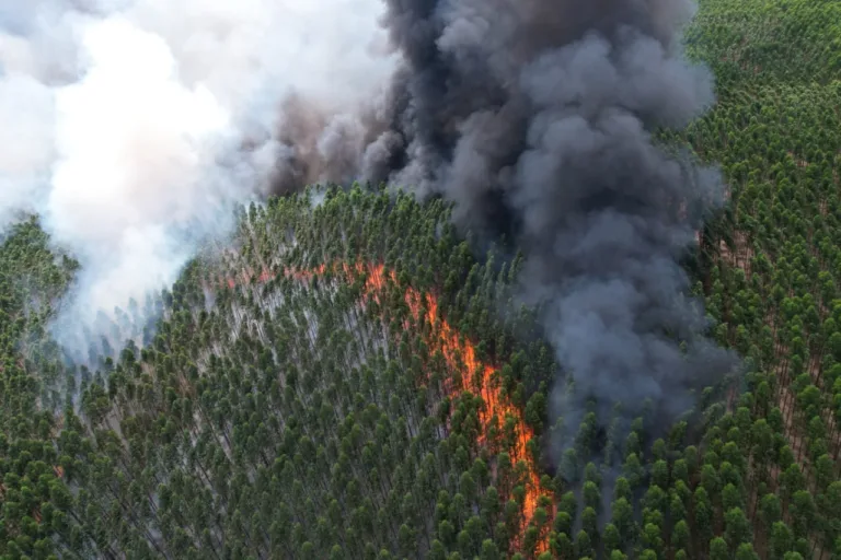 Incêndios em vegetação no norte do estado têm causado insegurança e prejuízo para empresas e produtores rurais