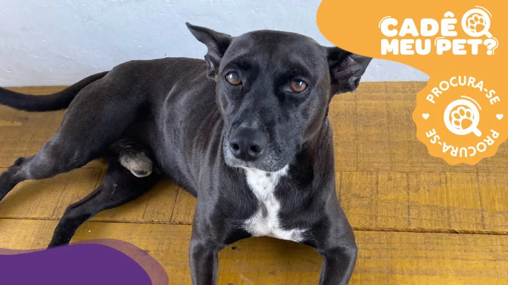 Cachorro vira-lata preto. (Foto: Arquivo pessoal)