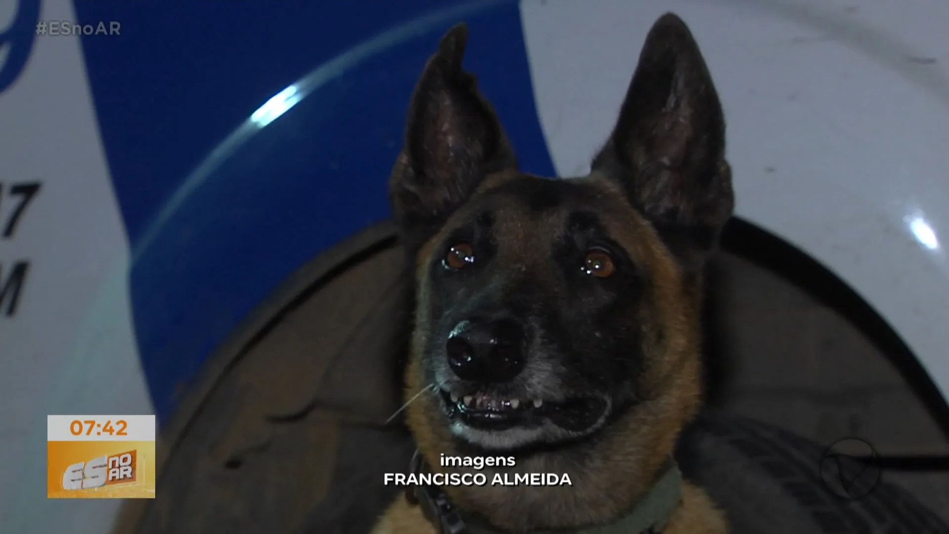 Militares e cão Apolo localizam laboratório de drogas em mangue