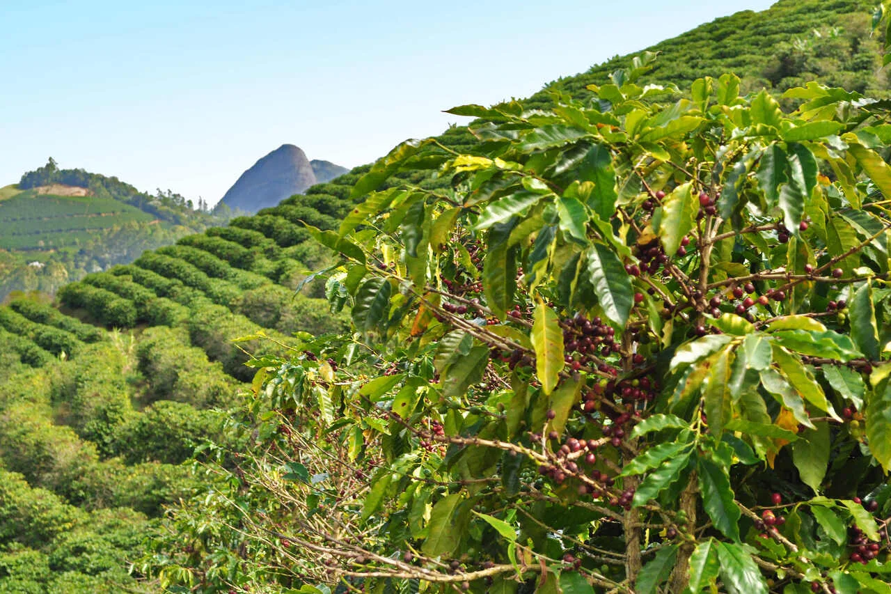 Nova Venécia e Vitória estão entre as 10 maiores cidades exportadoras de café do Brasil