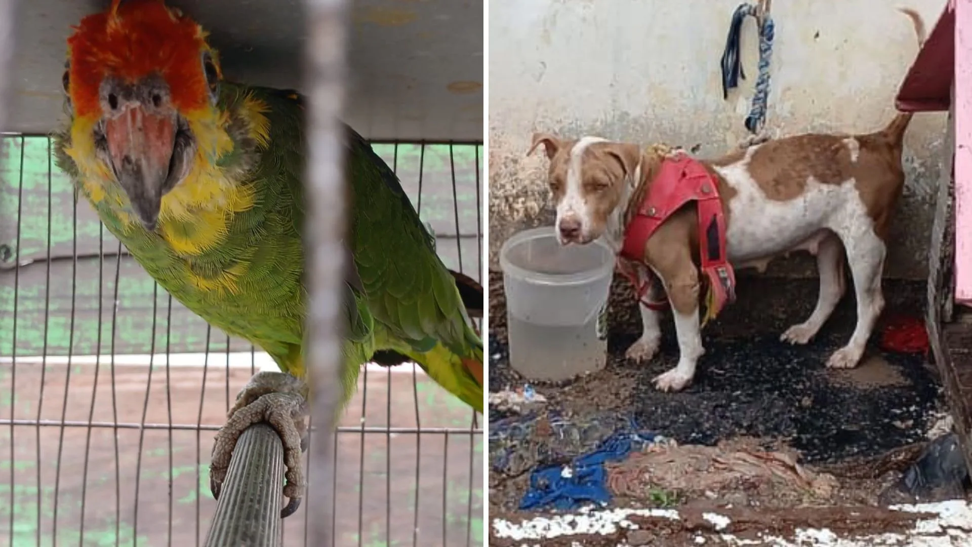 VÍDEO | Oito animais em situação de maus-tratos são resgatados em Vila Velha