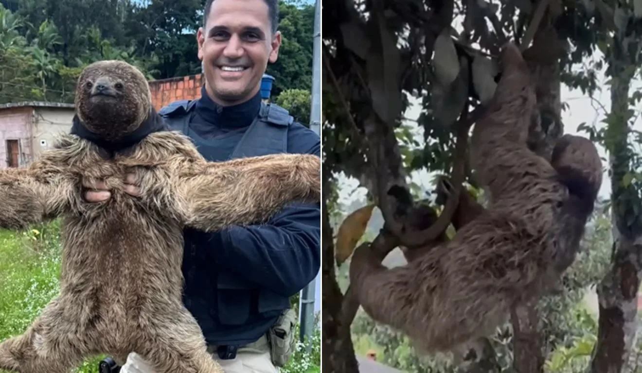 Bicho-preguiça é resgatado no ES