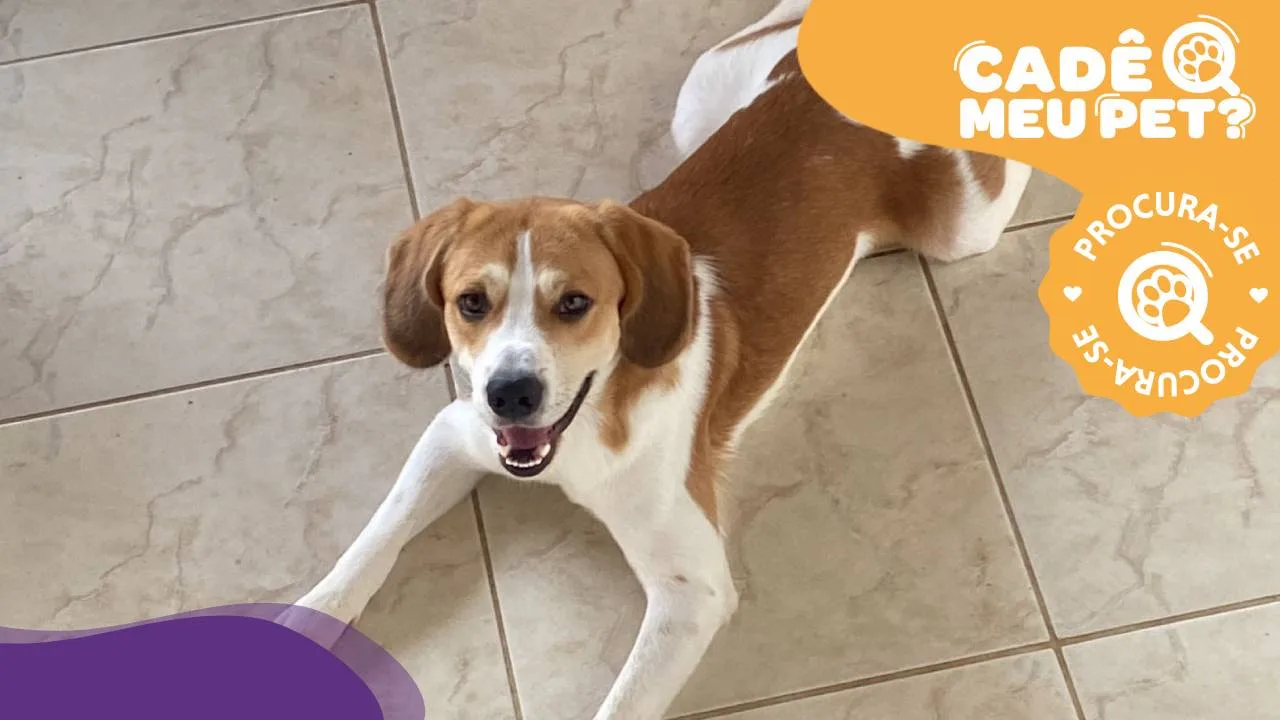 Neneco: beagle desaparece em Cariacica; veja como ajudar