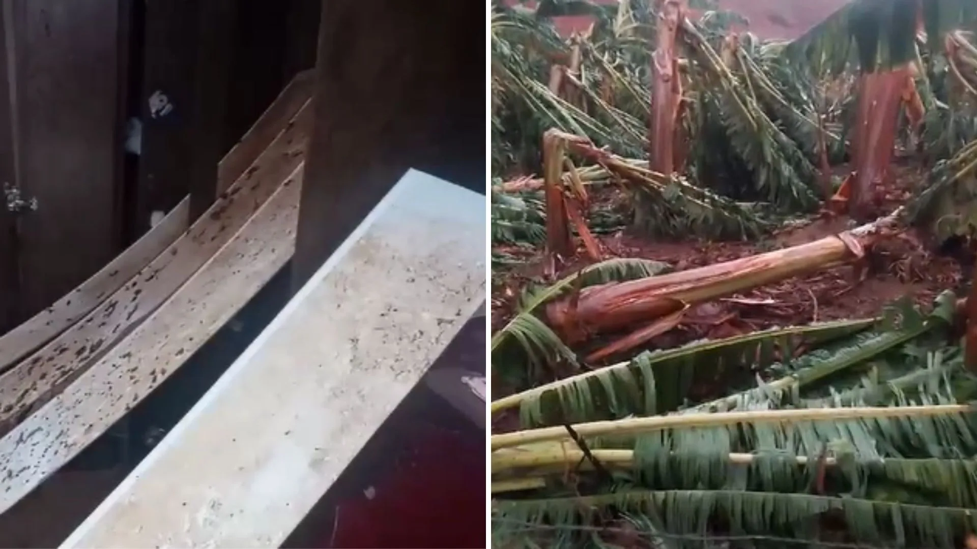 VÍDEO | Tempestade em Laranja da Terra derruba árvores e telhados