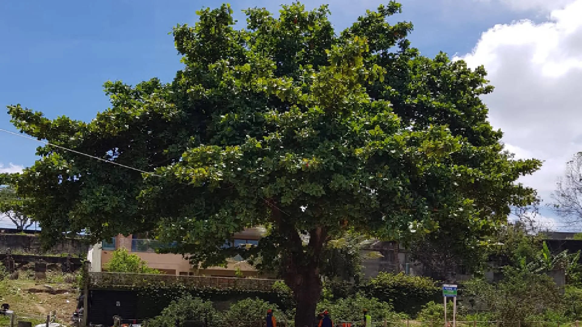 Última castanheira em praia da Ilha do Frade é cortada e prefeitura explica o motivo