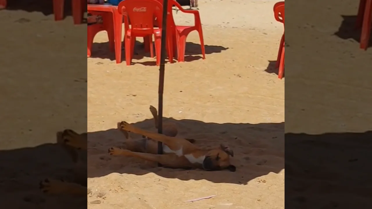 VÍDEO | Cachorro caramelo viraliza curtindo praia do ES embaixo de guarda-sol