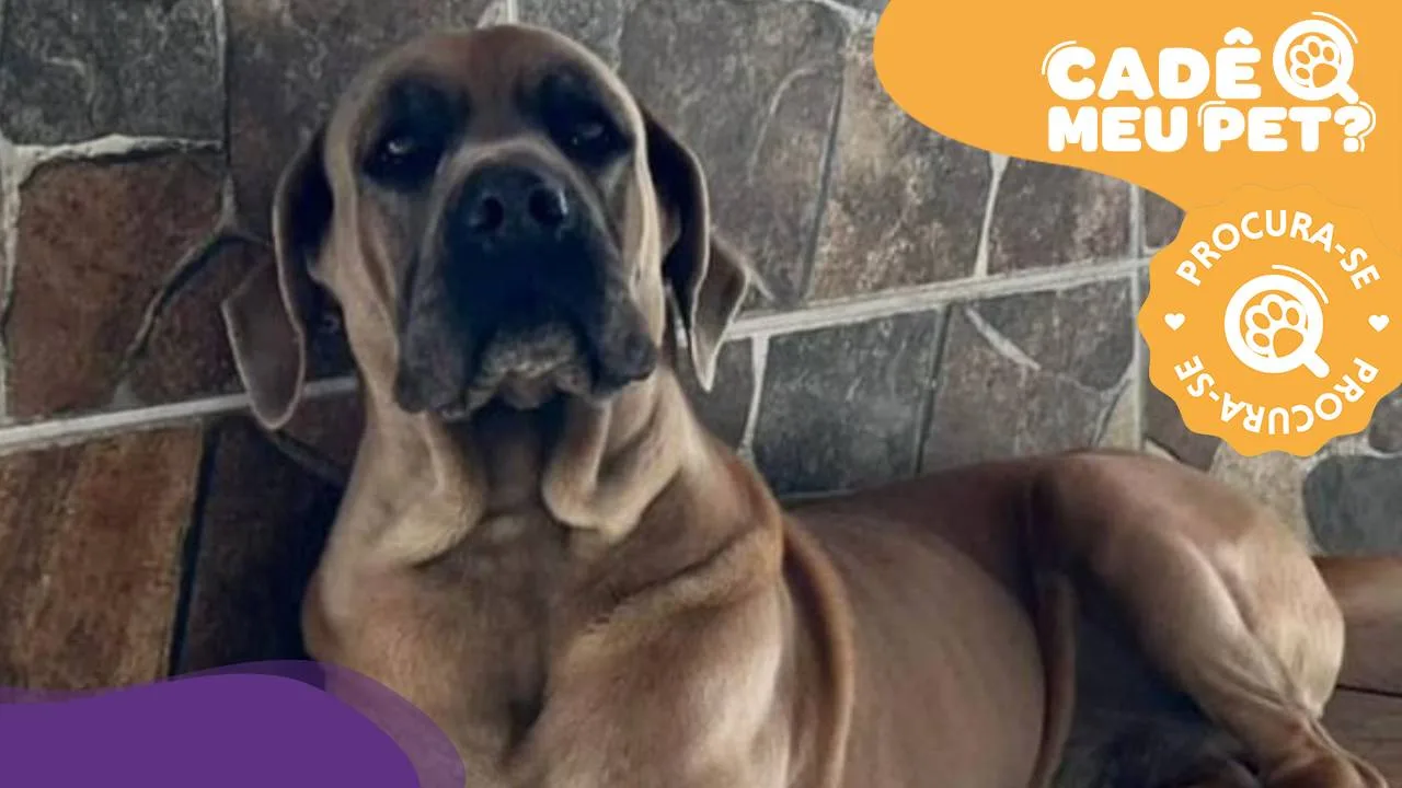 Romeu: cão da raça cane corso está desaparecido em Vila Velha