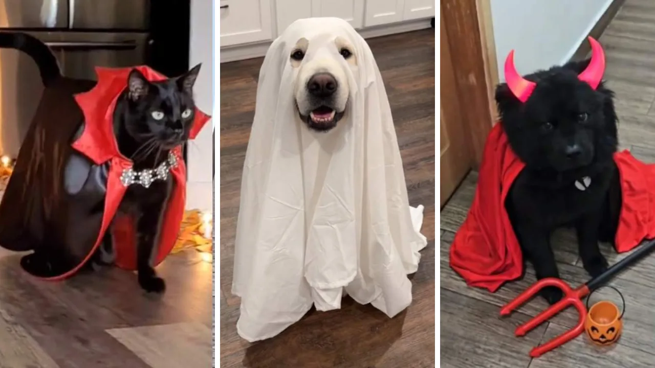 FOTOS | Pets capricham nas fantasias e ficam "assustadores" para o Halloween