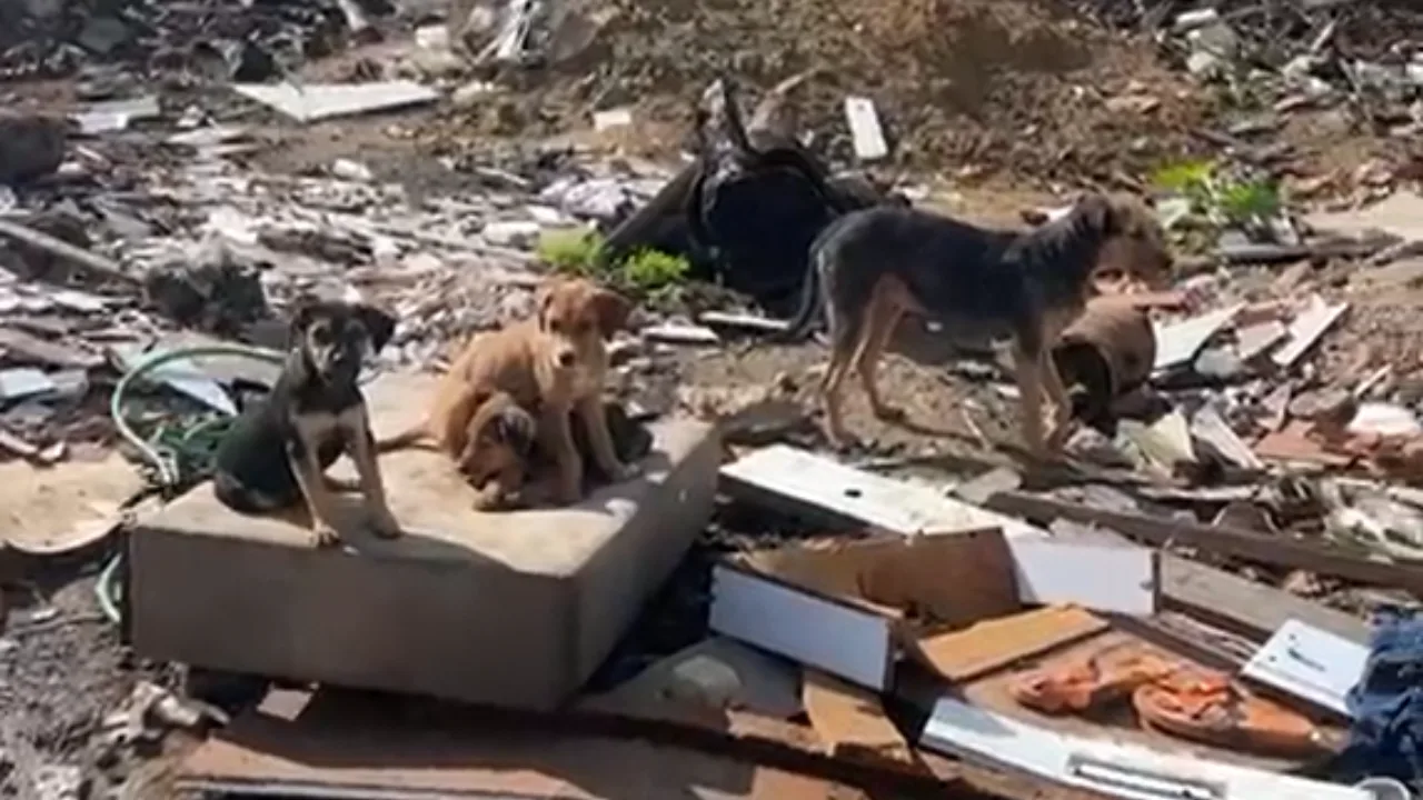 VÍDEO | Cães vivem em lixão na Serra e moradores pedem ajuda