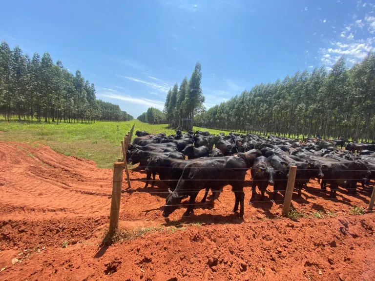 ILPF: sistema utilizado pela Suzano trabalha com a produção sustentável de proteína animal por meio da integração da lavoura, pecuária e floresta