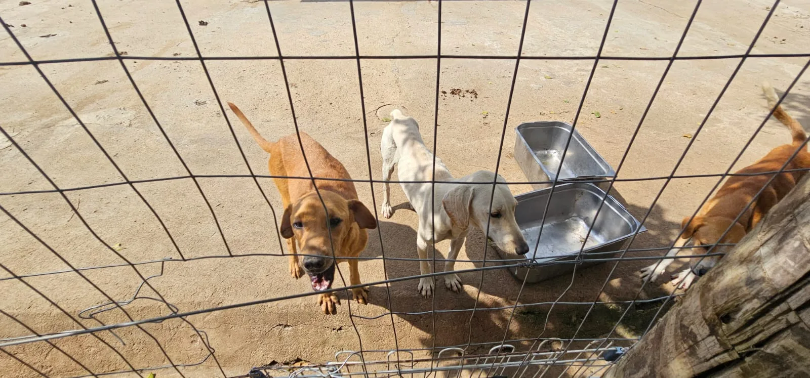 Suspeita de maus-tratos a animais é presa em Aracruz