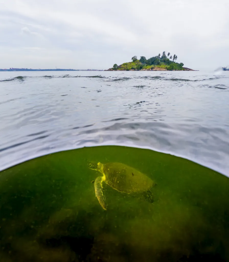 Tartarugas nadando no mar, tranquilas, em Vitória, em um ambiente natural