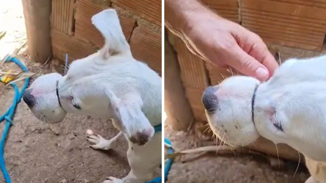 VÍDEO | Crueldade: cadela é resgatada com lacre no focinho em Vila Velha