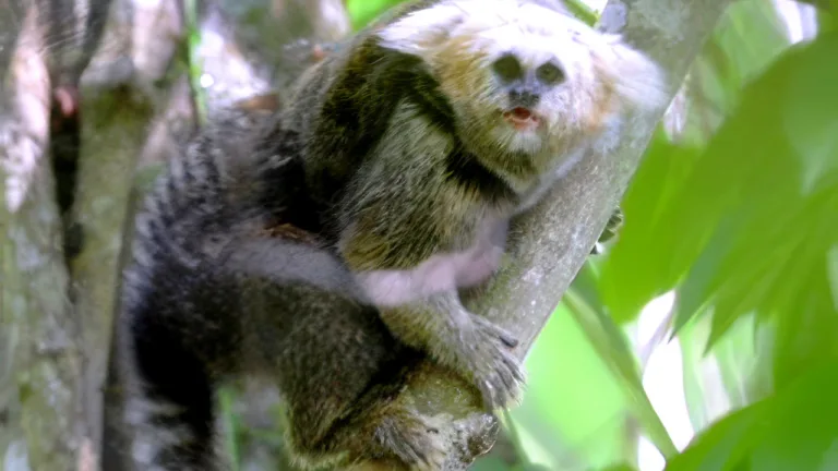 Sagui ameaçado de extinção é encontrado durante aula de biólogas