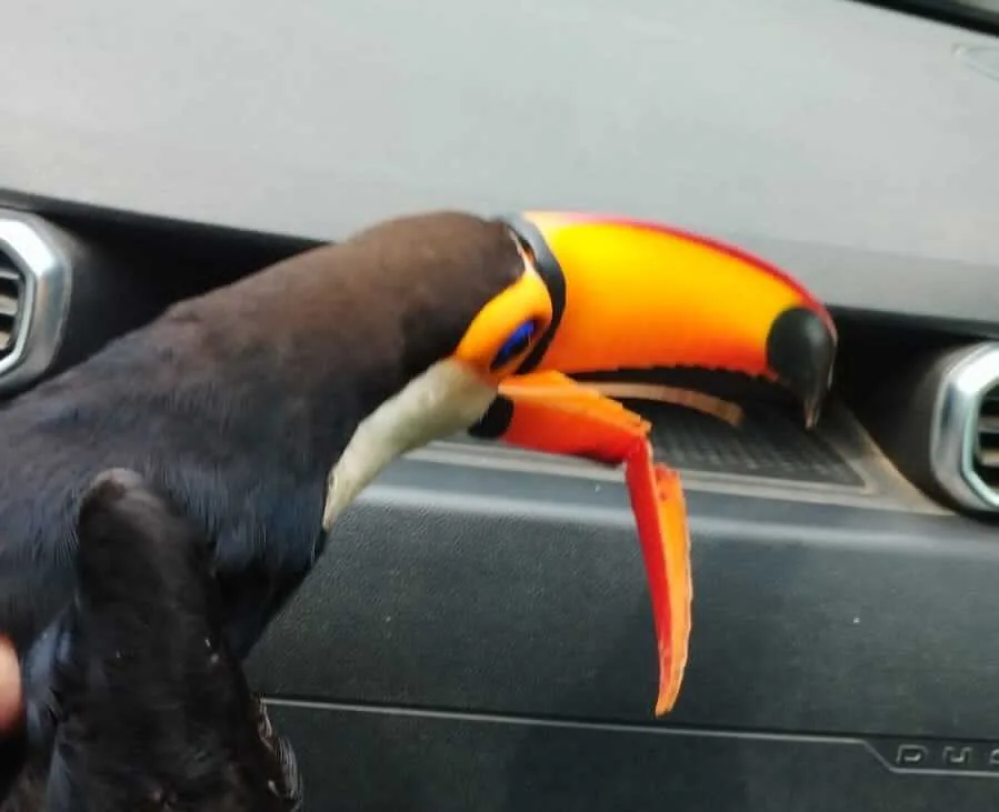 Tucano tem bico quebrado após ser atropelado em rodovia no ES