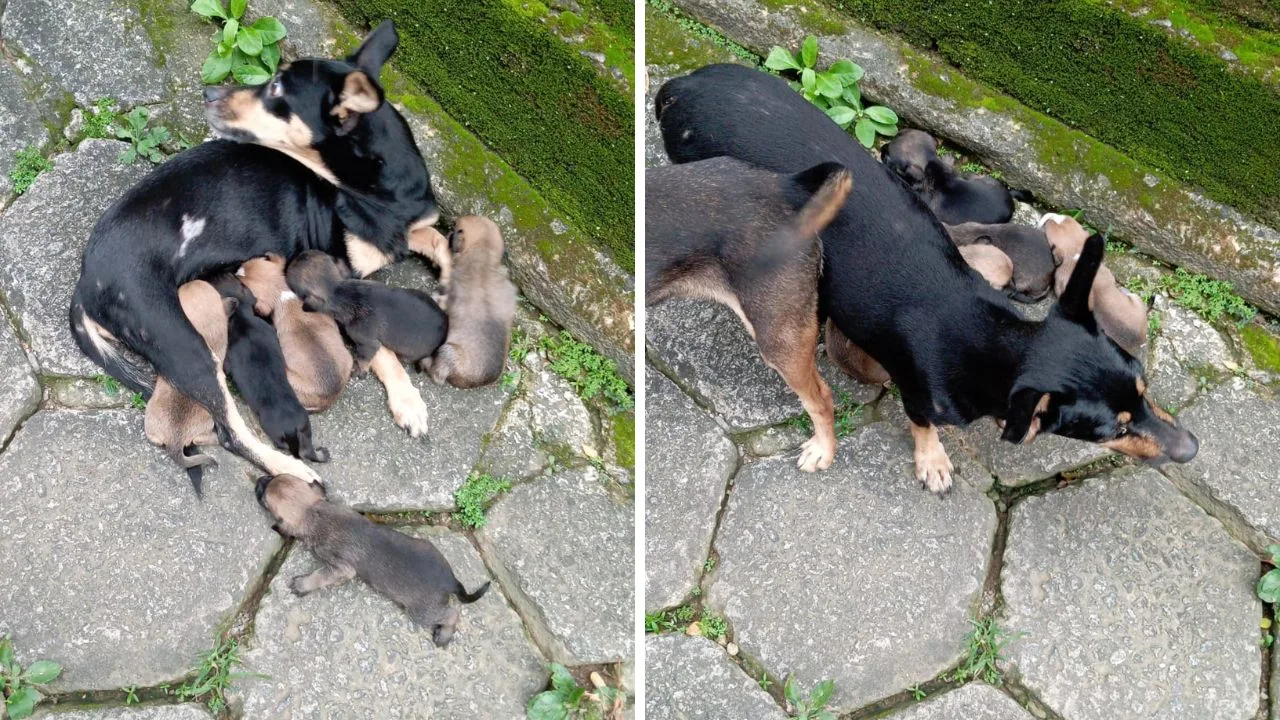 VÍDEO| Homem é flagrado abandonando cachorros em Vitória