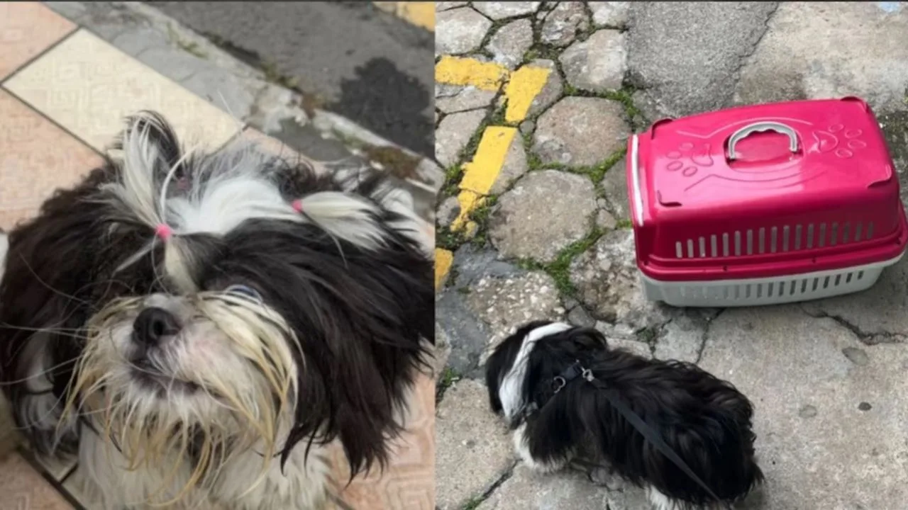 Mulher é presa por deixar cão trancado no carro em dia de calor forte