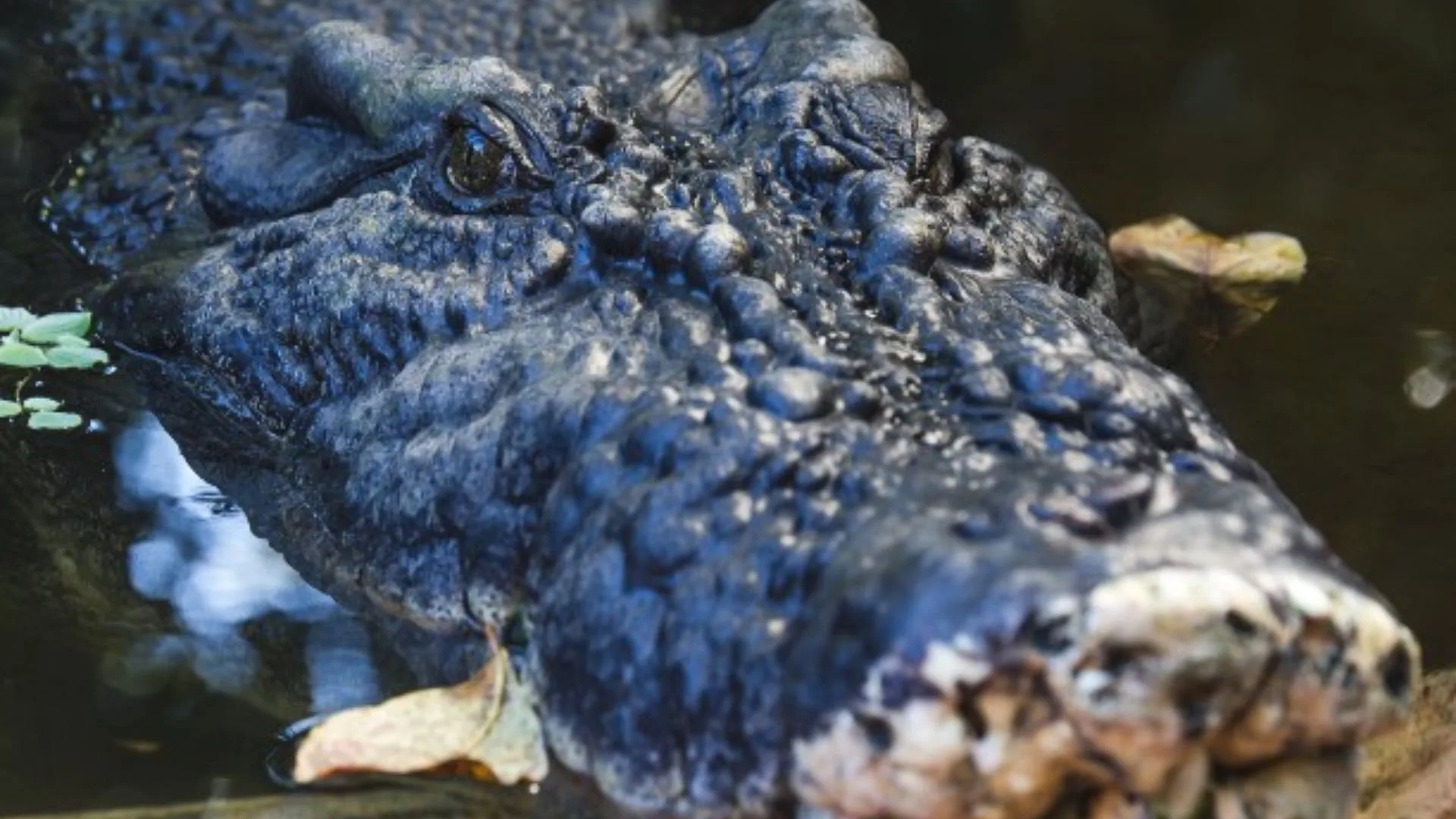 Na Austrália, morre o maior crocodilo em cativeiro do mundo