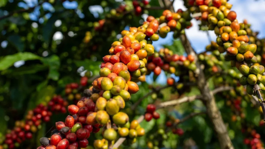 Café e agronegócio: impacto na economia do Espírito Santo