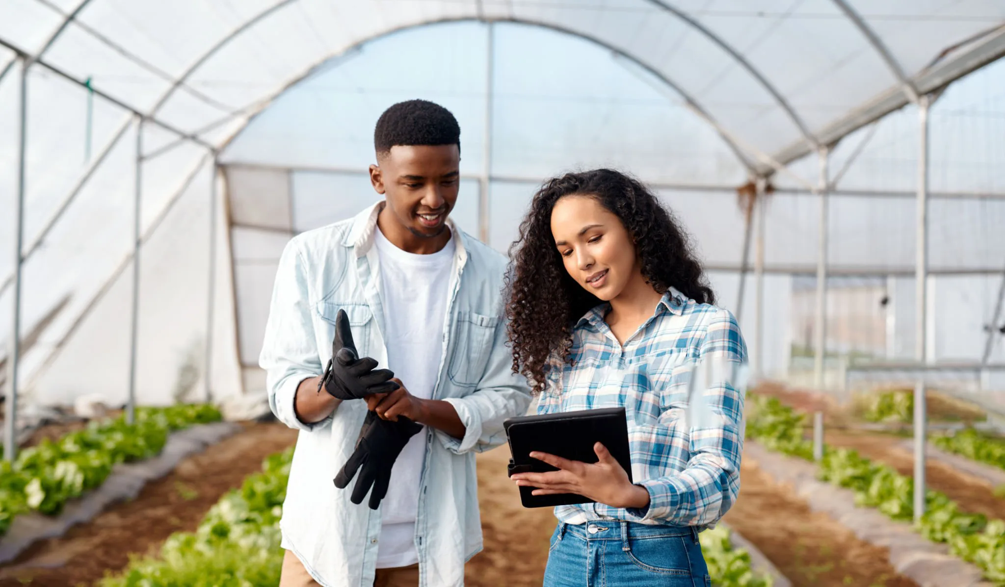 Black people, agriculture and farm checking tablet for farming data on vegetable production for sustainability. African American man and woman farming together on touchscreen in economic growth