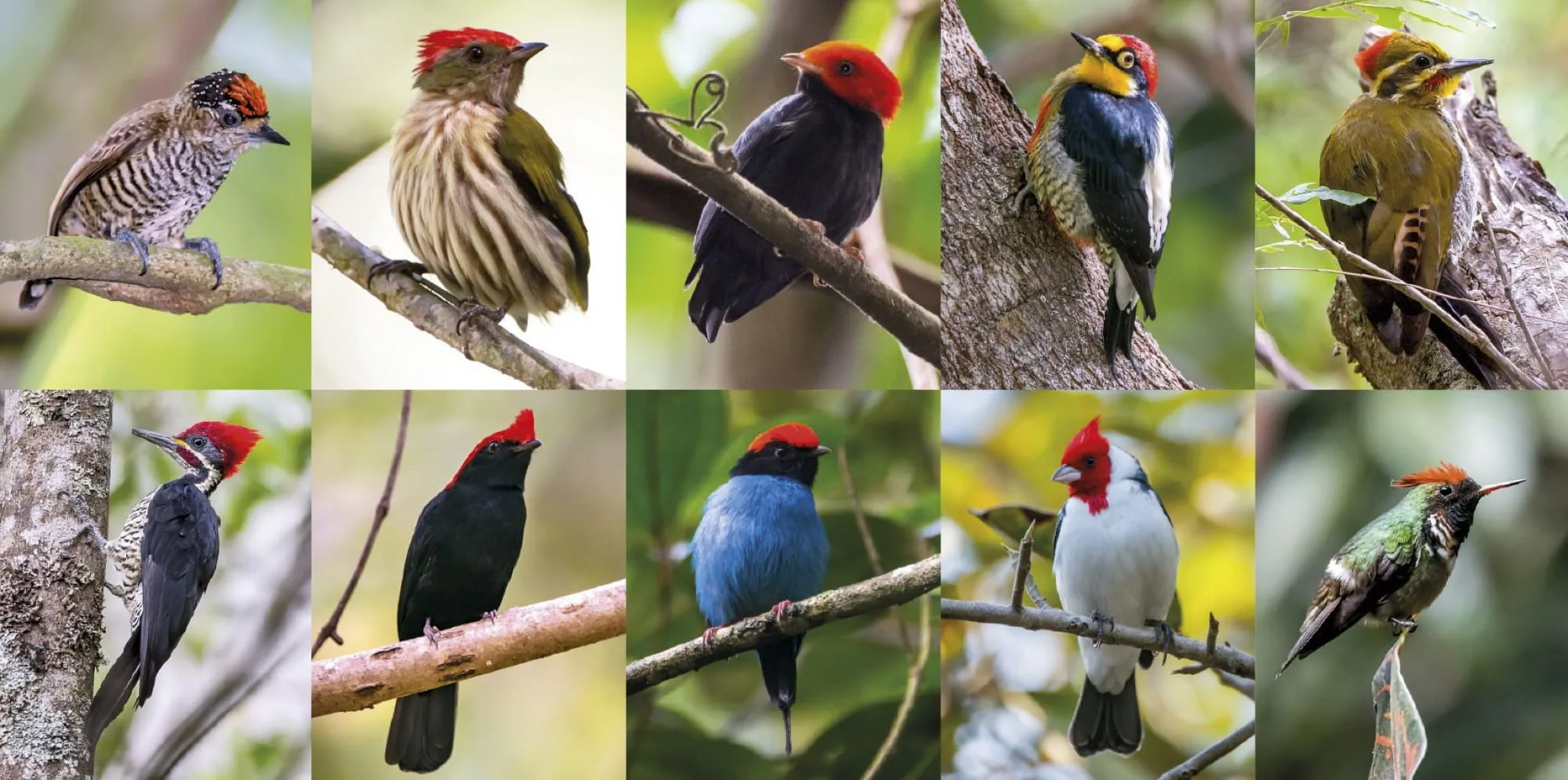 Mosaico com fotos de aves brasileiras de cabeça vermelha, comparadas ao gorro do Papai Noel