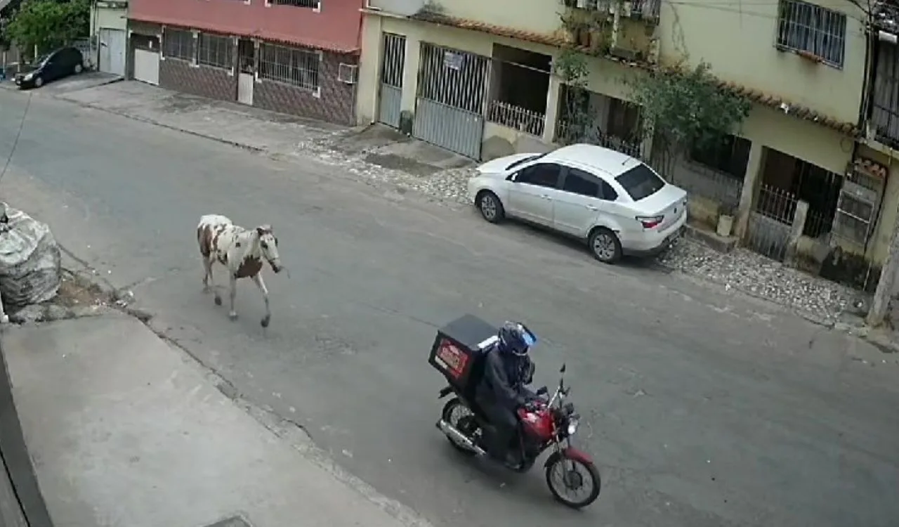 VÍDEO | Após furto, cavalo Fábio Assunção é achado e suspeito acaba preso