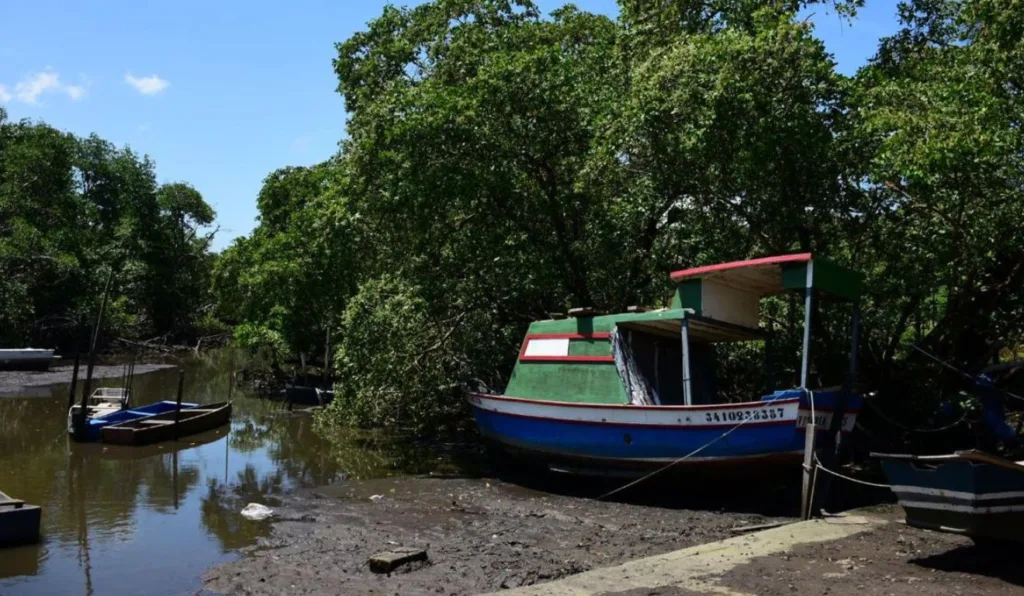 Manguezal na Grande Vitória.