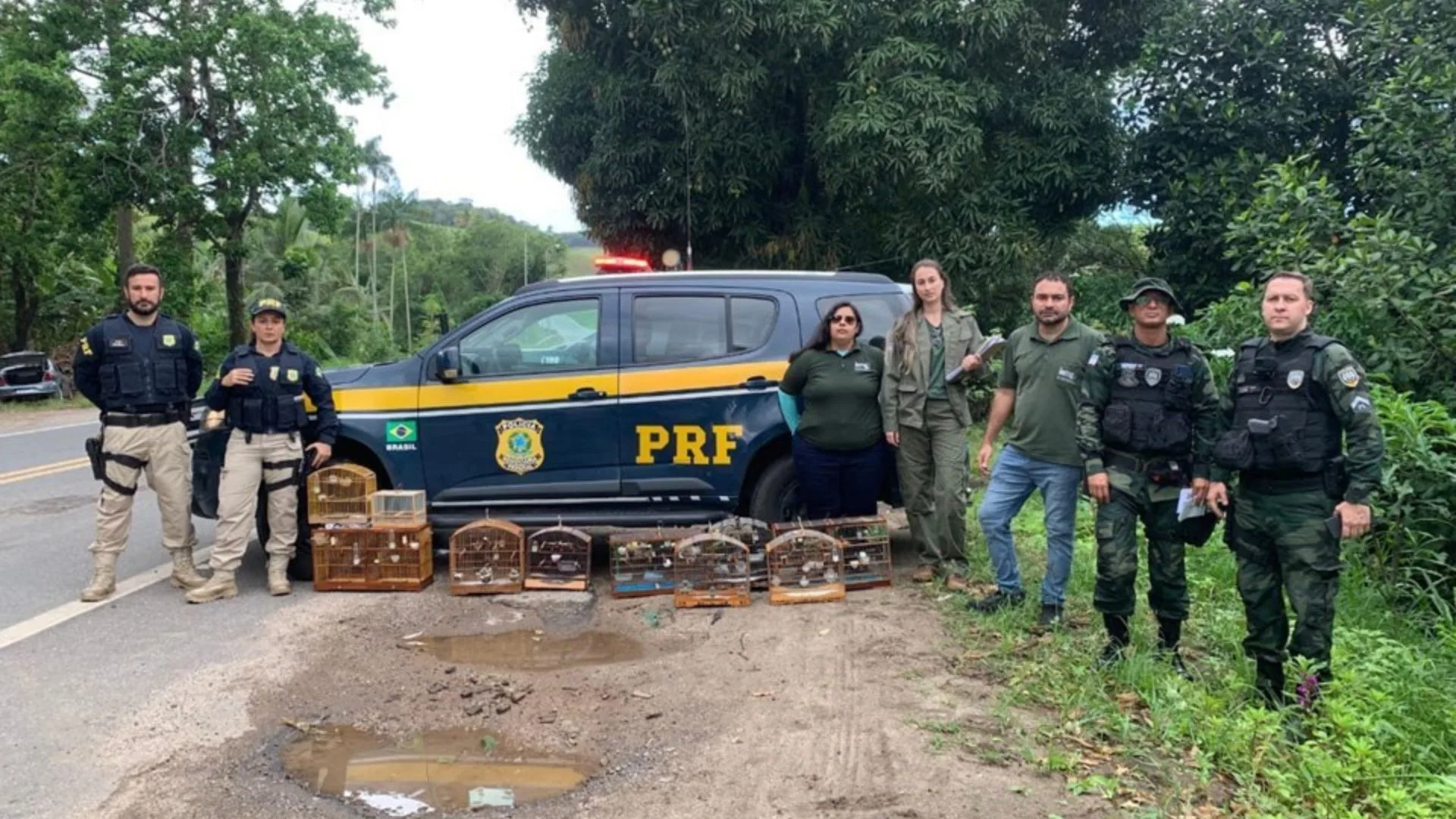 Aves silvestres são apreendidas após denúncia de torneio ilegal em Iconha