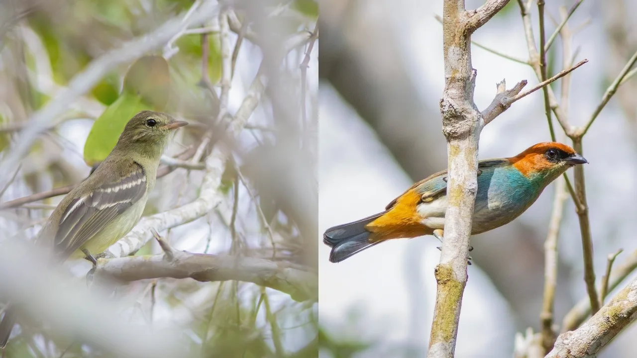 Cinco espécies de aves são registradas pela 1ª vez em reserva do ES