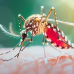 Aedes aegypti