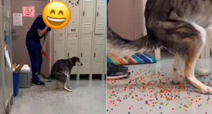 Cachorro evacua bolinhas coloridas em veterinário após comer bolinhas de gel