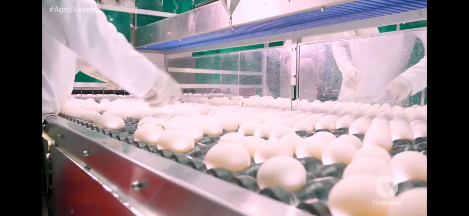 A produção de ovos de Santa Maria de Jetibá é a mais forte do ES. O município é o que mais produz ovo no Brasil. Crédito: Divulgação