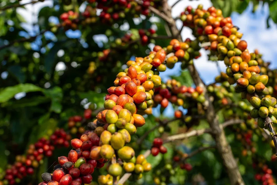 Café conilon a R$ 2.000 pode gerar um impacto de R$ 70 bilhões na economia capixaba, afirma economista