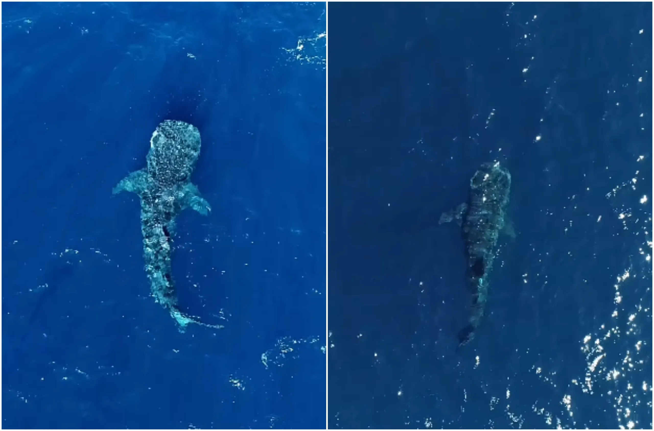 Maior peixe do mundo, tubarão-baleia é flagrado no litoral do ES