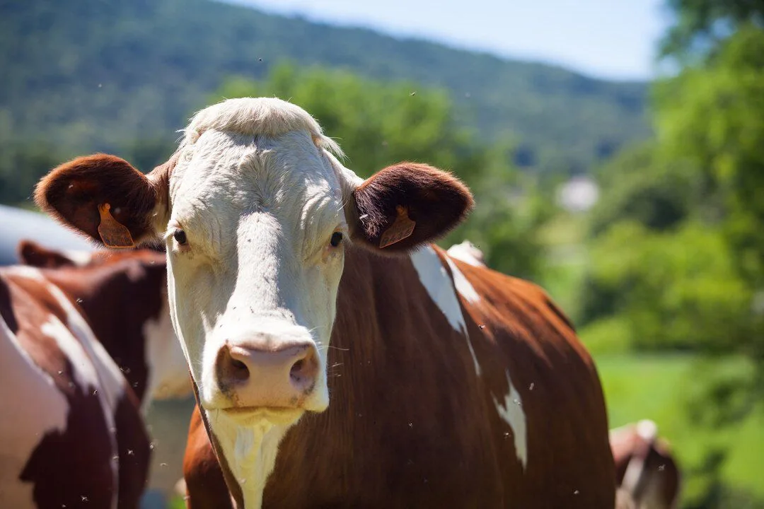 MG descarta caso de doença da "vaca louca" em humano em Caratinga