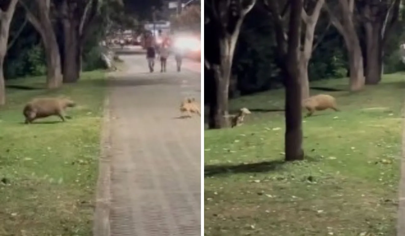 O cãozinho Marley foi visto brincando com a capivara em Colatina

Foto: Tayler Aragão