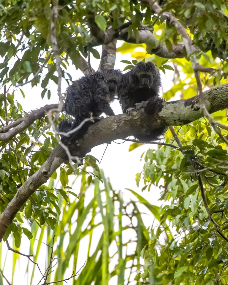 Dois macacos Parauacús (Pithecia pissinattii) em uma árvore na Amazônia, talvez um casal