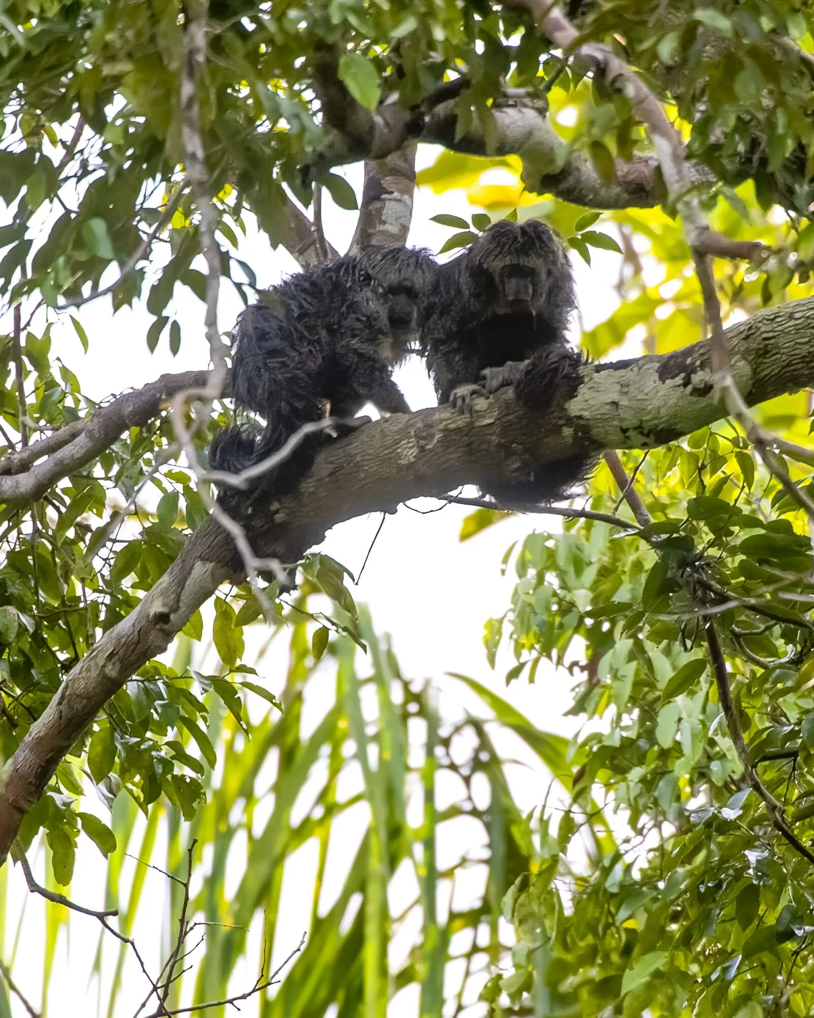 Dois macacos Parauacús (Pithecia pissinattii) em uma árvore na Amazônia, talvez um casal