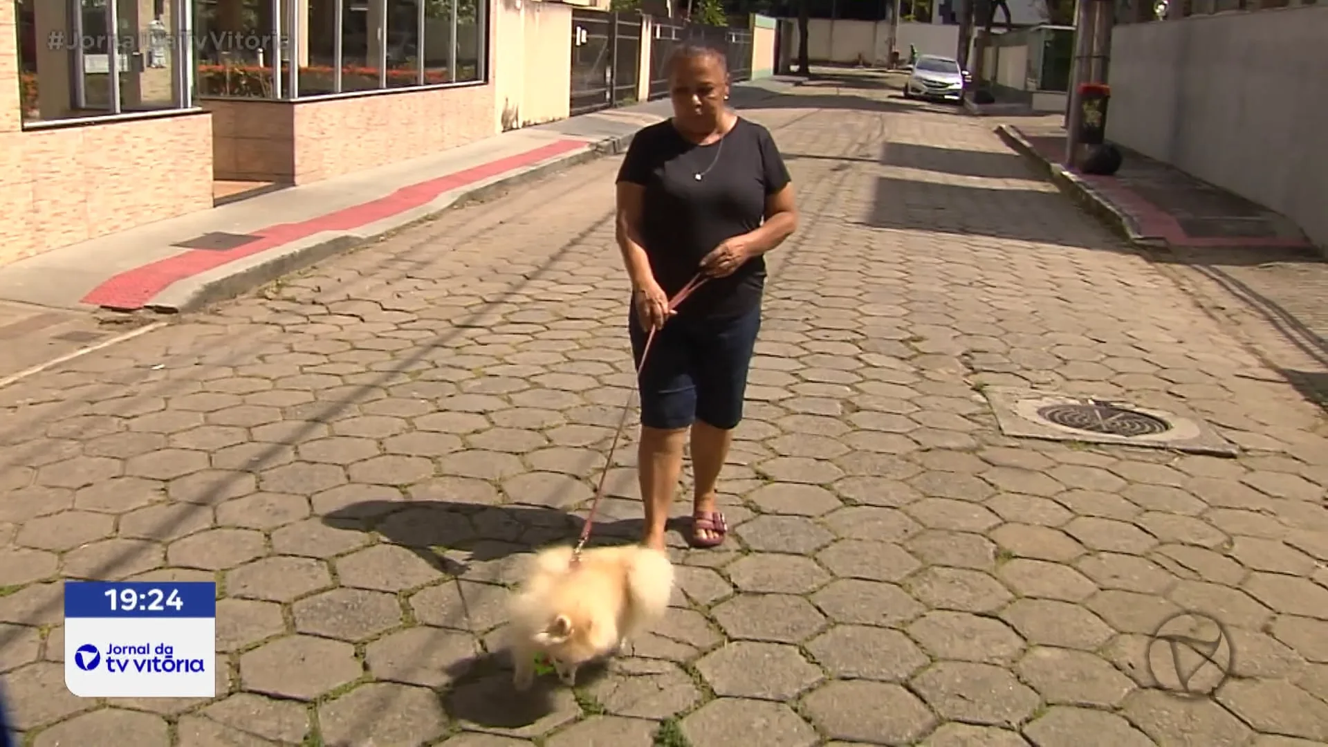 Saiba como proteger seus pets durante o verão