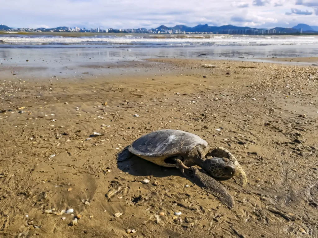 Tartaruga morta na areia da Praia de Camburi