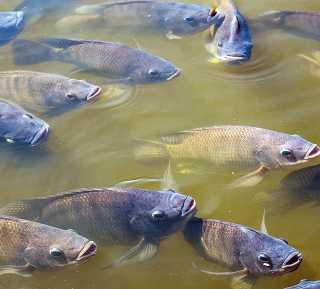 Tarifaço dos EUA ameaça setor de pesca no Espírito Santo