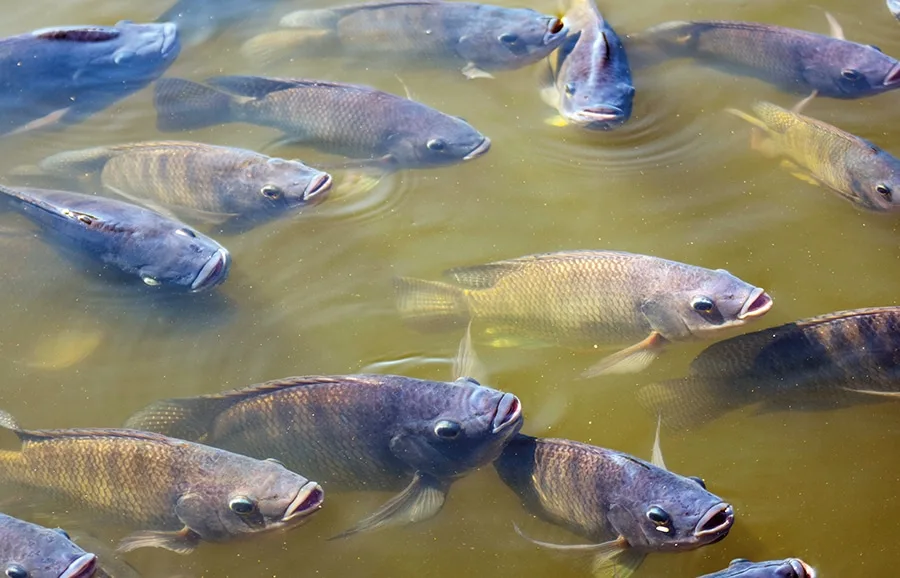 Tarifaço dos EUA ameaça setor de pesca no Espírito Santo