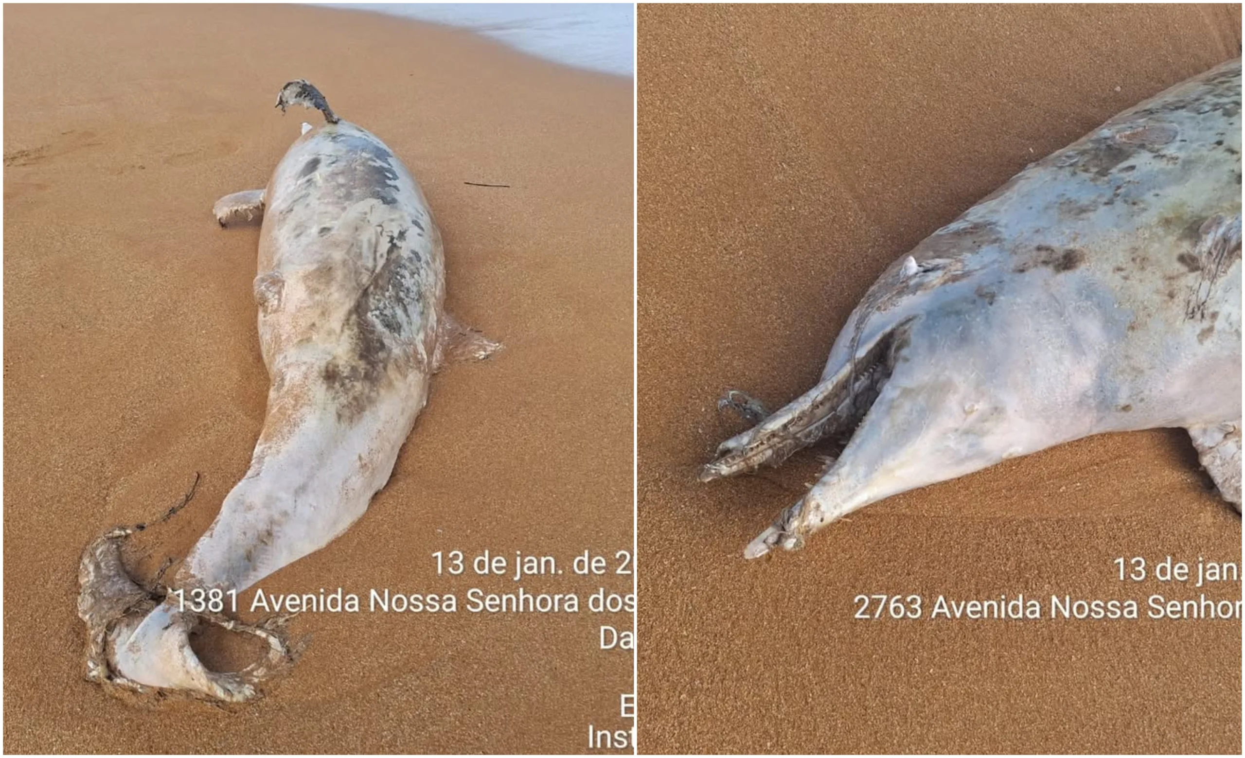 Dois golfinhos são encontrados mortos em praias da Serra