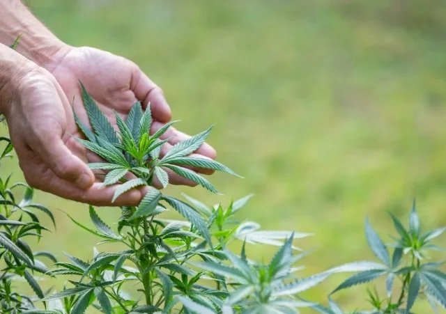 Brasil atingiu a marca de 672 mil pacientes que se tratam com cannabis