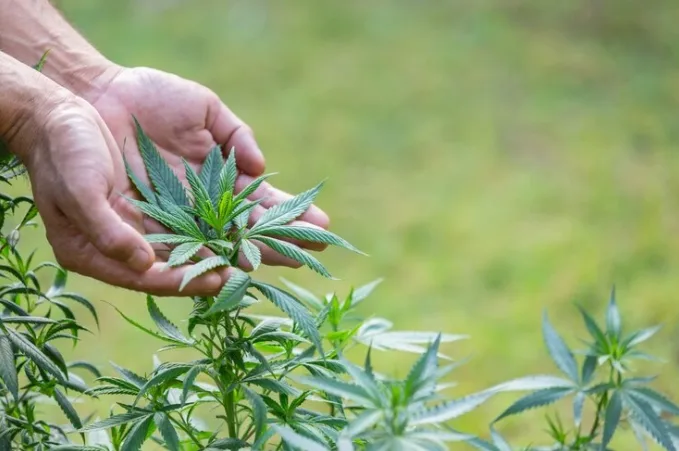 Brasil atingiu a marca de 672 mil pacientes que se tratam com cannabis