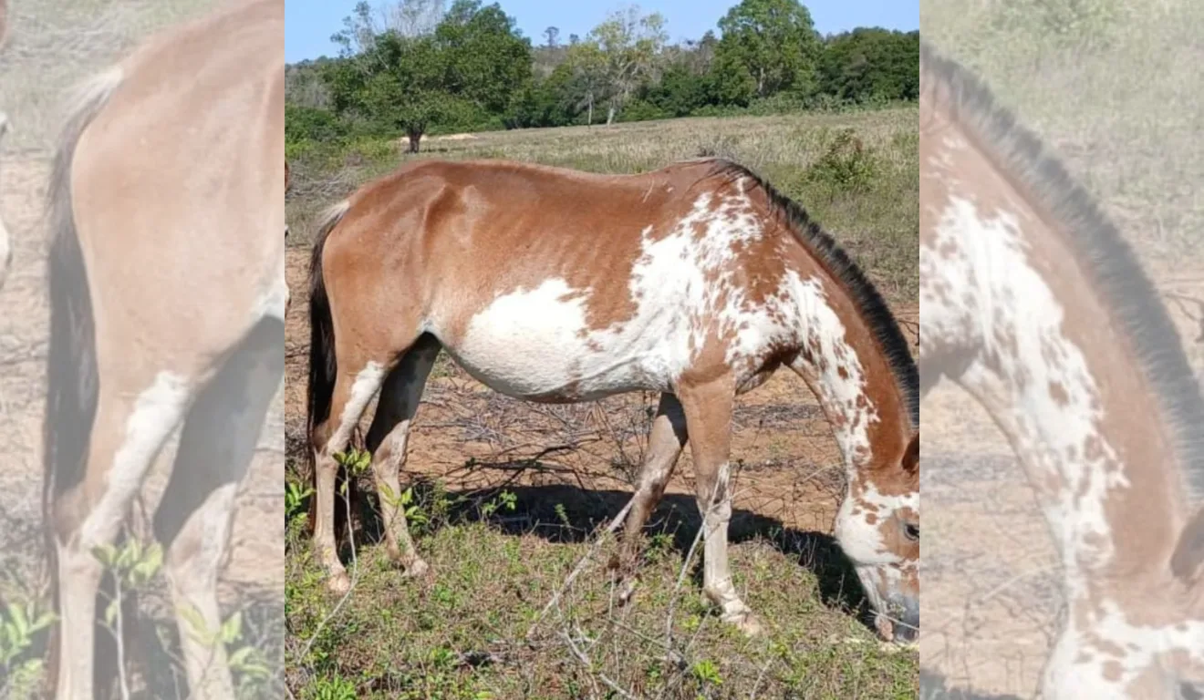 Foto Égua Nova Almeida