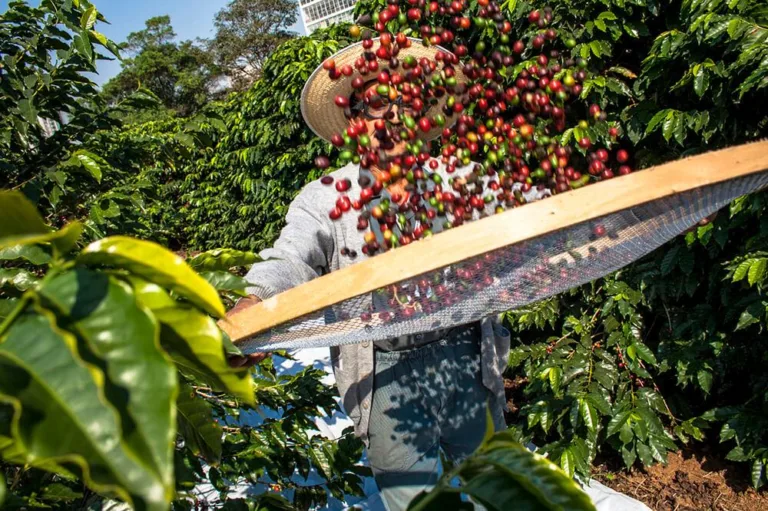 Espírito Santo encerra safra de 2024 com produção de 13,9 milhões de sacas de café, diz Conab